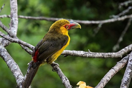 Parc national d'Itatiaia