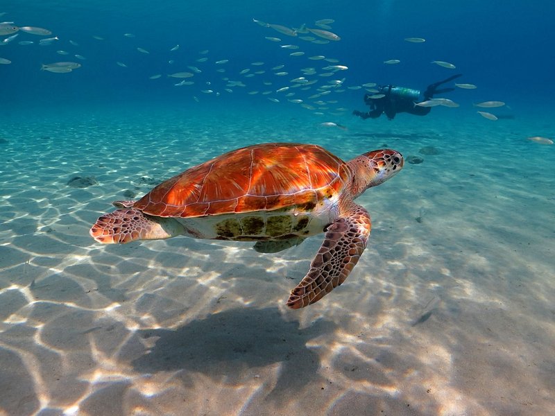 Cozumel