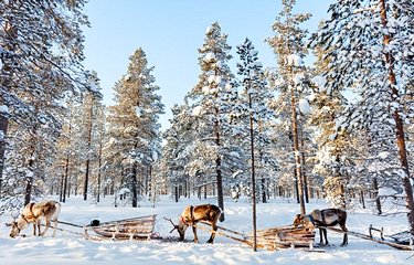 Chiens de traineau en Laponie finlandaise 