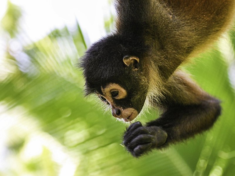 Parc national Corcovado