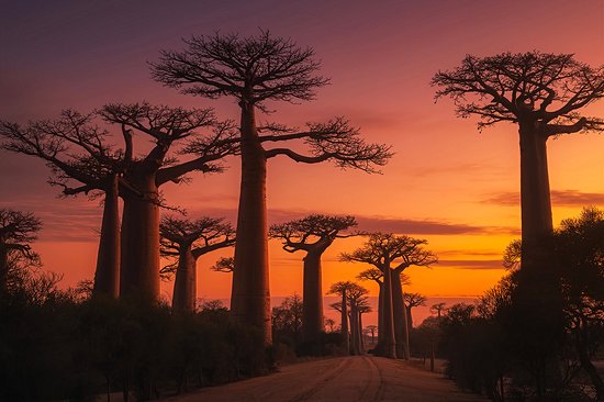 Allée des baobabs de Morondava