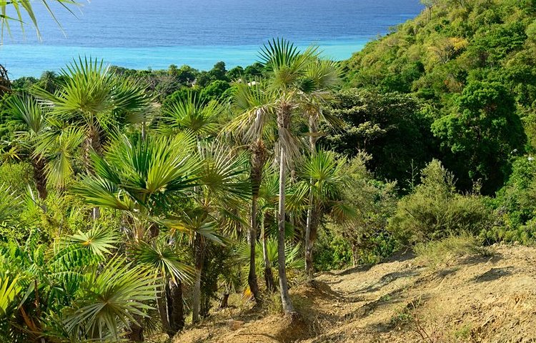 Le parc national de Sierra Maestra