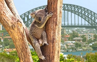 Koala