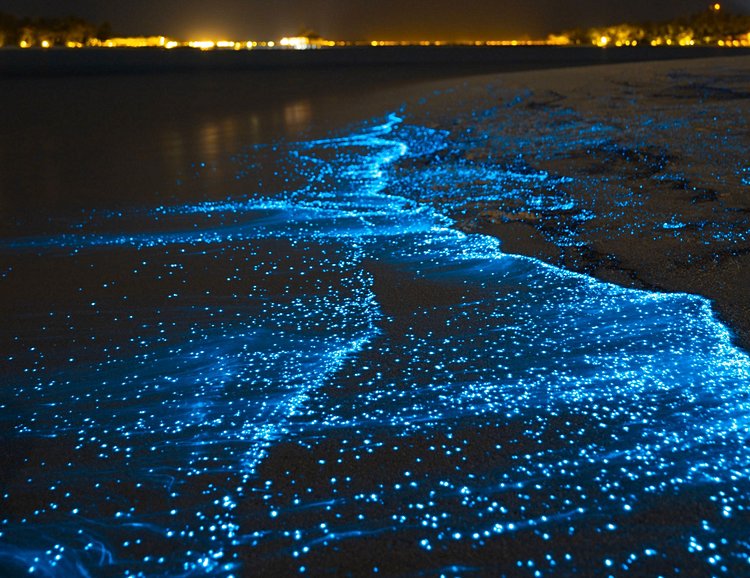 Bioluminescence – Maldives / Jamaïque / Haïti
