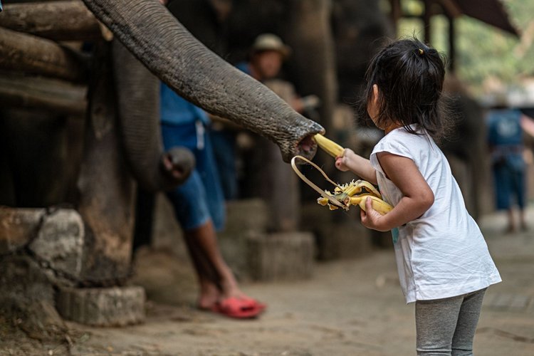 Le camp des éléphants de Mae Sa 2
