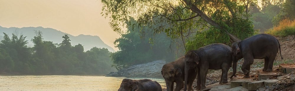 Découvrir Elephants World