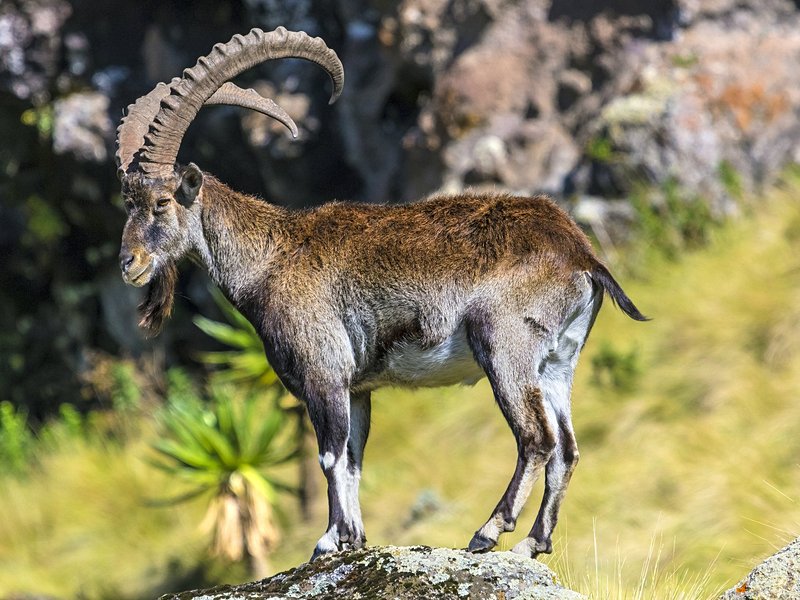 Parc national du Simien