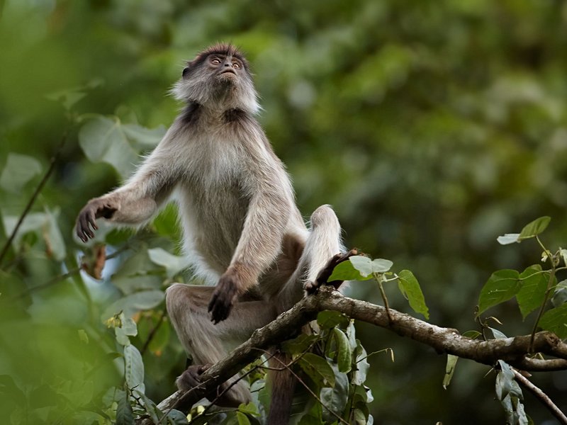 Parc national de Kibale