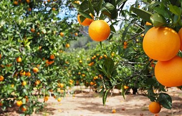 Les orangers de la région de Murcie