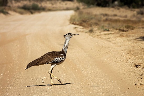 Parc transfrontalier de Kgalagadi