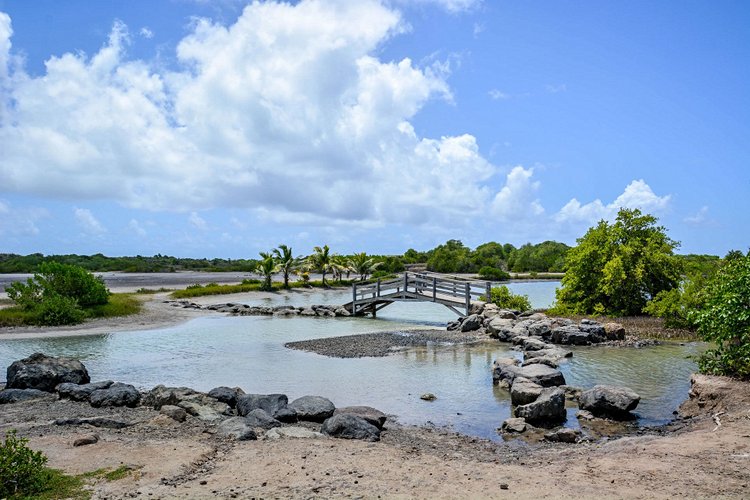 La Savane des Pétrifications