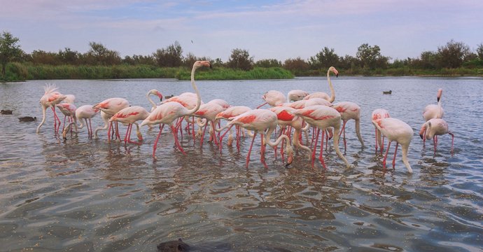 Camargue