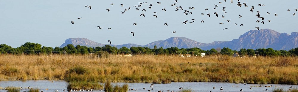 Parc naturel de S’Albufera des Grau