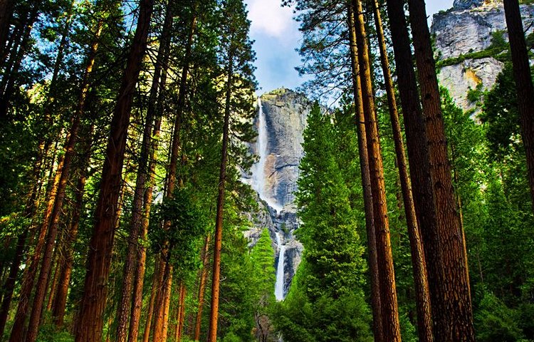 Séquoias géants du Yosemite 