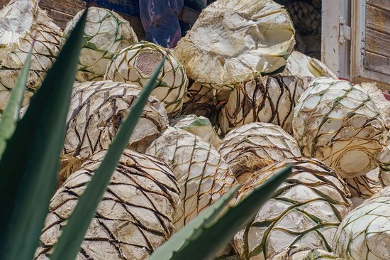 Visiter une palenque