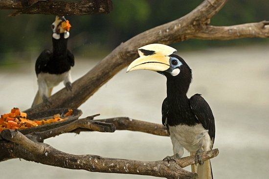 Pulau Pangkor