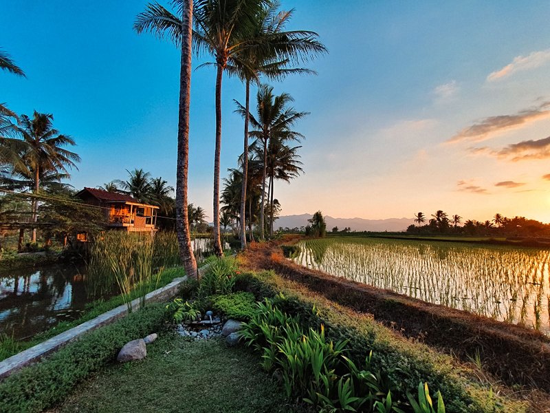Autour de Borobudur (Java)