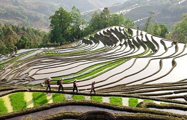Rizières dans le Yunnan