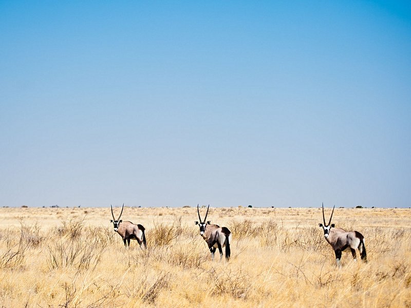 Désert du Kalahari