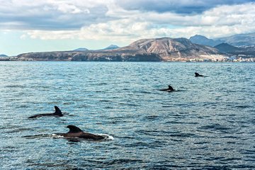 Voir les baleines et les dauphins en voilier