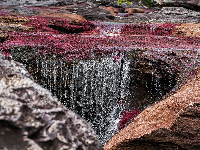 Caño Cristales