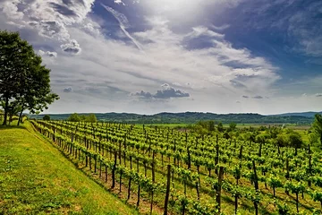 Région viticole de la Vipava
