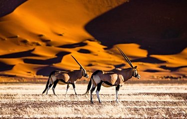 Antilopes dans le désert Sossusvlei