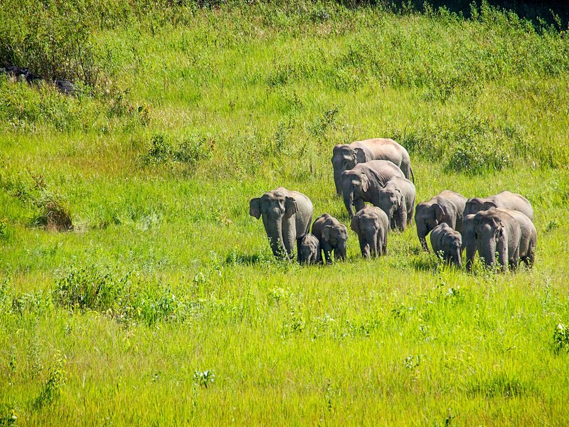 Parc national de Khao Yai : trail n°5