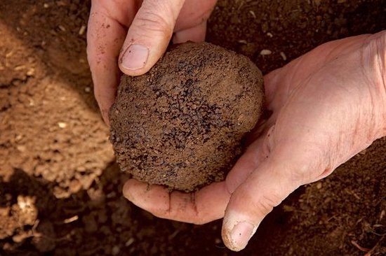 Découvrir l'univers de la truffe en participant à un stage