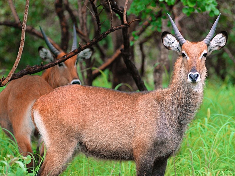 Parc national du Niokolo-Koba