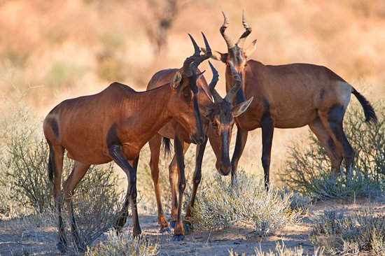 Parc transfrontalier de Kgalagadi