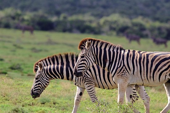 Parc national des Éléphants d'Addo