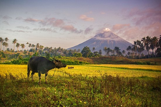 Carabao