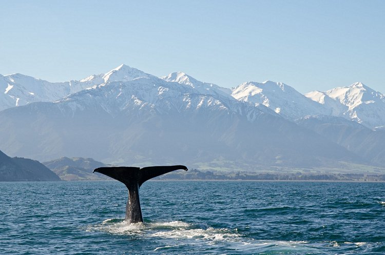 Kaikoura 3