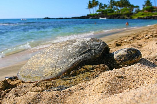 Kailua-Kona