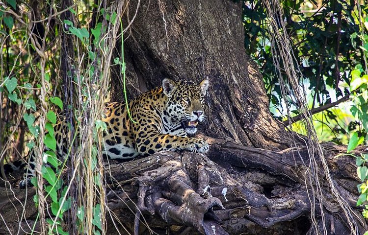 Un jaguar dans le Pantanal