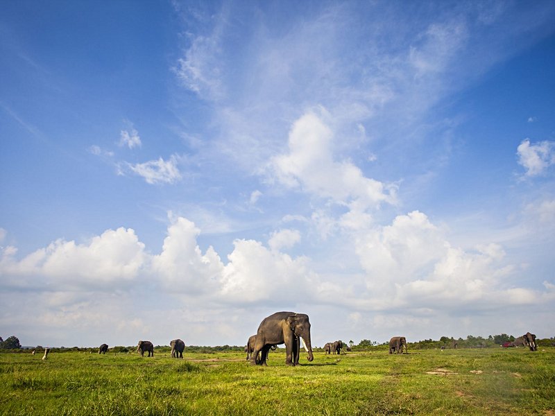 Parc national de Way Kambas