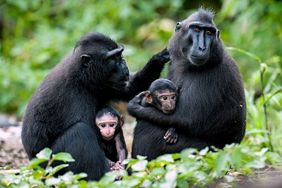 Tangkoko