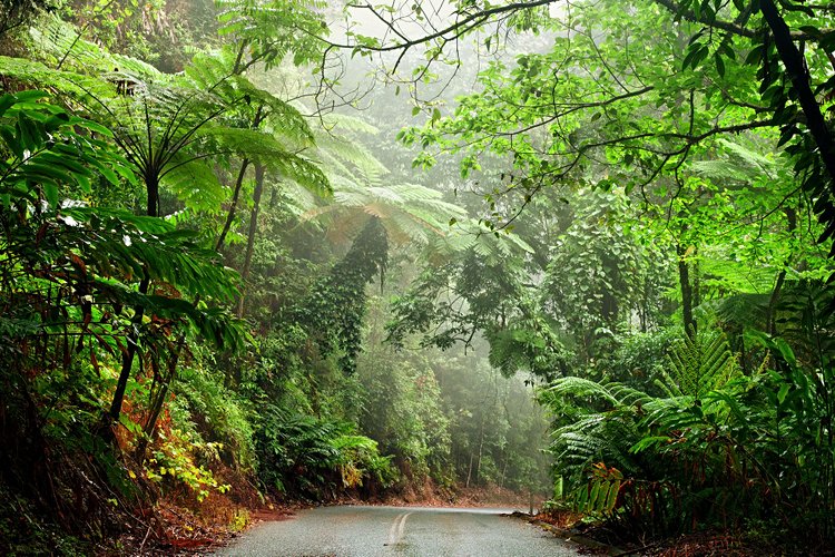 Daintree et Cap Tribulation 2