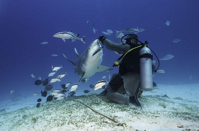 Nager avec le requin baleine