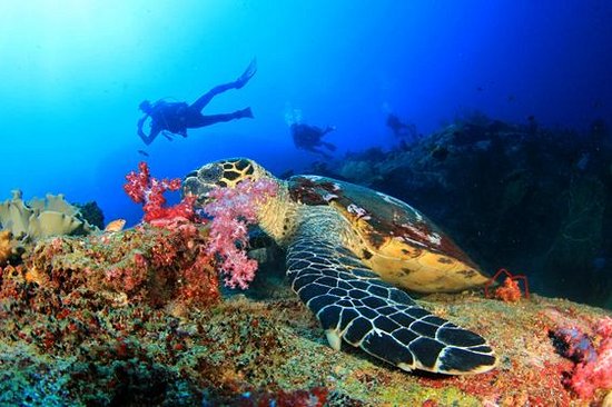 Explorer des fonds marins exceptionnels