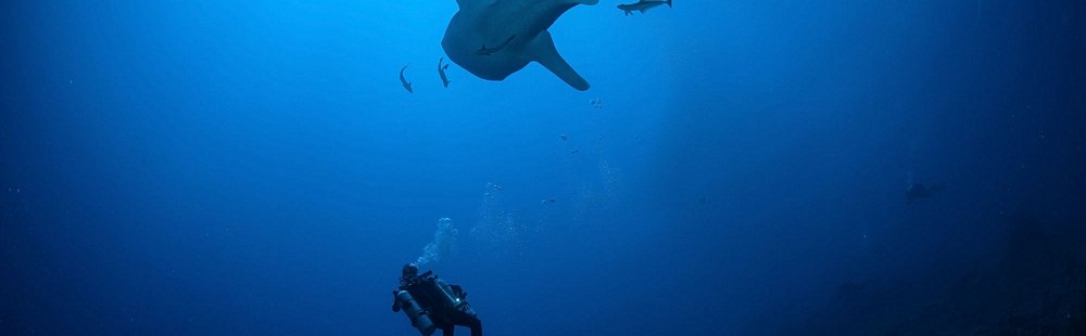 Nager avec les requins-baleines