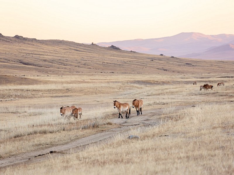 Parc national de Khustain Nuruu