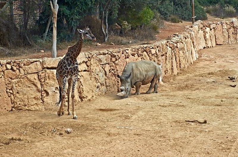 Vivre avec les animaux au zoo biblique de Jérusalem