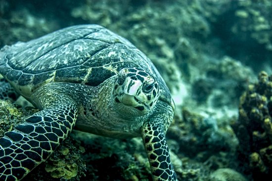 Réserve Cousteau