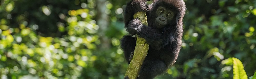 Parc de Bwindi