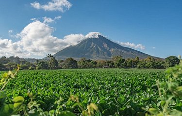 Plantations de tabac et volcan Concepción sur l'île d'Ometepe