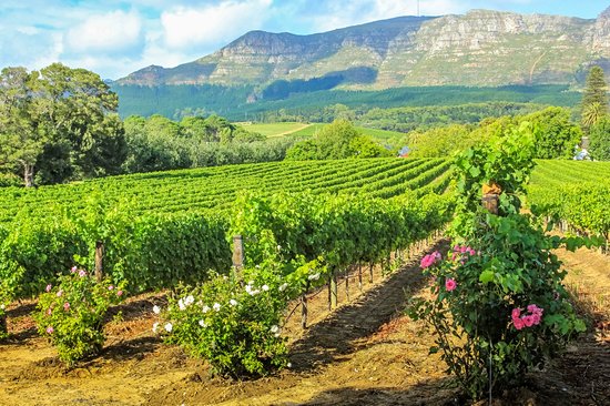 La route des Vins du Cap