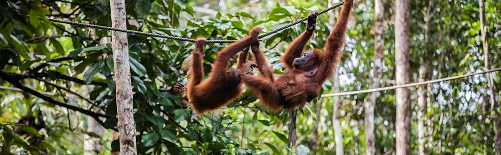 Parc national de Gunung Leuser
