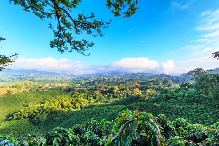 Colombie – La Zona Cafetera 4